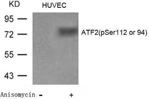 Western blot analysis of extracts from Huvec cells untreated or treated with Anisomycin using ATF2(Phospho-Ser112 or 94) Antibody. (ATF2 抗体  (pSer112))