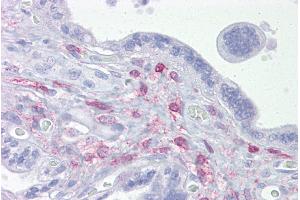 Immunohistochemistry with Placenta tissue at an antibody concentration of 5µg/ml using anti-ING3 antibody (ARP33347_P050) (ING3 抗体  (Middle Region))