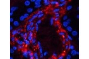 Immunofluorescence analysis of Human kidney tissue using Phospho-Catenin beta (Ser37) Polyclonal Antibody at dilution of 1:200 (beta Catenin 抗体  (pSer37))