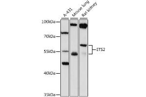 Western blot analysis of extracts of various cell lines, using ETS2 antibody (ABIN4903614) at 1:1000 dilution. (ETS2 抗体)