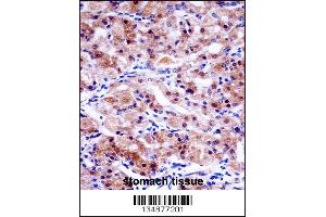 USP43 Antibody immunohistochemistry analysis in formalin fixed and paraffin embedded human stomach tissue followed by peroxidase conjugation of the secondary antibody and DAB staining. (USP43 抗体  (C-Term))