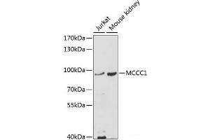 Western blot analysis of extracts of various cell lines using MCCC1 Polyclonal Antibody at dilution of 1:1000.