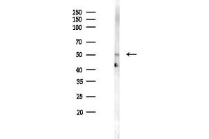 Western blot analysis of lysates from Rat testis, using Phospho-Beclin 1 (Ser234) Antibody at 1/1000 dilution.