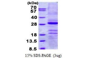 Image no. 1 for Gastrokine 1 (GKN1) protein (His tag) (ABIN6387024) (Gastrokine 1 Protein (GKN1) (His tag))