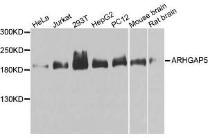 Western blot analysis of extracts of various cell lines, using ARHGAP5 antibody (ABIN1871080) at 1:1000 dilution. (ARHGAP5 抗体)
