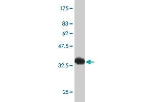 Western Blot detection against Immunogen (34. (HAND2 抗体  (AA 135-216))