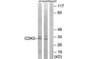 Western blot analysis of extracts from HepG2/Jurkat cells, using CDK5 (Ab-15) Antibody. (CDK5 抗体  (AA 1-50))