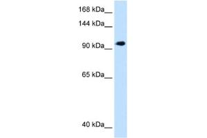 Western Blotting (WB) image for anti-SEC63 Homolog (SEC63) antibody (ABIN2463021) (SEC63 抗体)