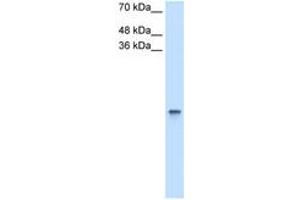 Image no. 1 for anti-Retinol Binding Protein 1, Cellular (RBP1) (AA 113-162) antibody (ABIN204984) (RBP1 抗体  (AA 113-162))