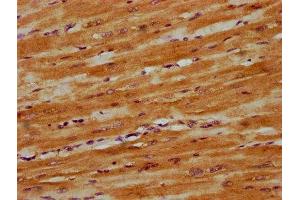 IHC image of  diluted at 1:300 and staining in paraffin-embedded human heart tissue performed on a Leica BondTM system. (DNAJC15 抗体  (AA 59-150))