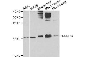 Western blot analysis of extracts of various cell lines, using CEBPG antibody. (CEBPG 抗体  (AA 1-150))