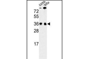 Western blot analysis of SFRS1 Antibody (N-term) (ABIN652256 and ABIN2841067) in , WiDr cell line lysates (35 μg/lane).