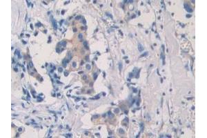 Immunohistochemistry (IHC) image for anti-Septin 5 (SEPT5) (AA 77-323) antibody (ABIN7436156)