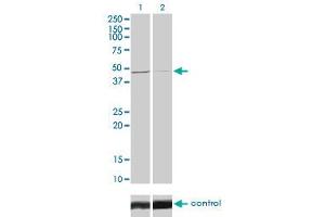Western blot analysis of TRIB3 over-expressed 293 cell line, cotransfected with TRIB3 Validated Chimera RNAi (Lane 2) or non-transfected control (Lane 1). (TRIB3 抗体  (AA 56-145))