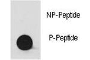 Dot Blot (DB) image for anti-Proto-oncogene tyrosine-protein kinase Src (Src) (pTyr530) antibody (ABIN3029560)