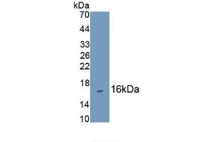 Detection of Recombinant HBa1, Human using Monoclonal Antibody to Hemoglobin Alpha 1 (HBa1) (HBA1 抗体  (AA 1-142))