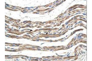 Image no. 1 for anti-Pannexin 2 (PANX2) (AA 57-106) antibody (ABIN203363) (Pannexin 2 抗体  (AA 57-106))