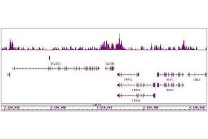 HDAC4 antibody (pAb) tested by ChIP-Seq. (HDAC4 抗体  (AA 194-209))