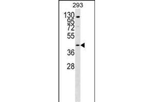 GPR172B Antibody (Center) (ABIN1537911 and ABIN2849900) western blot analysis in 293 cell line lysates (35 μg/lane). (GPR172B 抗体  (AA 162-190))