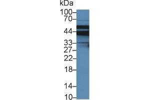 Detection of SLC9A3R2 in Porcine Liver lysate using Polyclonal Antibody to Sodium Hydrogen Exchange Regulatory Cofactor 2 (SLC9A3R2) (Sodium Hydrogen Exchange Regulatory Cofactor 2 (AA 56-337) 抗体)