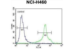 Flow cytometric analysis of NCI-H460 cells using HLA-DQA1 Antibody (N-term) Cat. (HLA-DQA1 抗体  (N-Term))