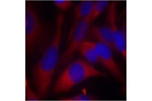 Image no. 2 for anti-Mitogen-Activated Protein Kinase Kinase 6 (MAP2K6) (AA 205-209) antibody (ABIN197354) (MAP2K6 抗体  (AA 205-209))