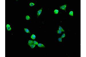 Immunofluorescence staining of SH-SY5Y cells with ABIN7161398 at 1:200, counter-stained with DAPI. (NREP 抗体  (AA 1-68))
