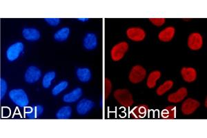 Immunofluorescence analysis of 293T cells using Monomethyl-Histone H3-K9 antibody (ABIN5969805). (Histone 3 抗体  (H3K9me))