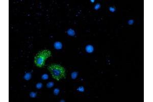 Anti-ANKRD53 mouse monoclonal antibody (ABIN2454358) immunofluorescent staining of COS7 cells transiently transfected by pCMV6-ENTRY ANKRD53 (RC206701). (ANKRD53 抗体  (AA 1-300))