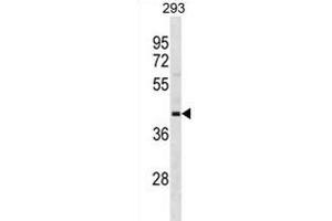 OPCML Antibody (Center) (ABIN1881594 and ABIN2838682) western blot analysis in 293 cell line lysates (35 μg/lane). (OPCML 抗体  (AA 172-200))