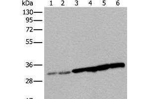 Western blot analysis of 293T cell Hela cell HEPG2 cell and A549 cell lysates using SNRPA Polyclonal Antibody at dilution of 1:250 (SNRPA1 抗体)