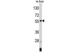 Western Blotting (WB) image for anti-Angiopoietin-Like 3 (ANGPTL3) antibody (ABIN3002764) (ANGPTL3 抗体)