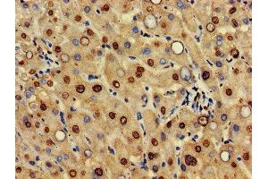 IHC image of ABIN7156033 diluted at 1:500 and staining in paraffin-embedded human liver tissue performed on a Leica BondTM system. (HIF3A 抗体  (AA 516-669))
