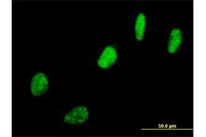 Immunofluorescence of purified MaxPab antibody to SNURF on HeLa cell. (SNURF 抗体  (AA 1-240))