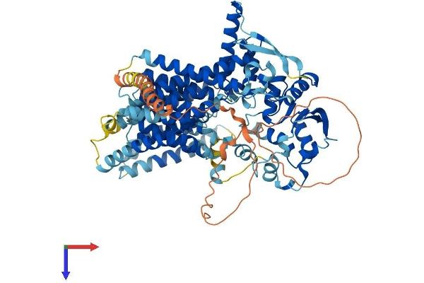 DPY19L2 Protein (AA 1-773) (His tag)