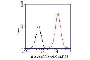 ICC/IF analysis of SNAP25 in U87MG cells line, stained with DAPI (Blue) for nucleus staining and monoclonal anti-human SNAP25 antibody (1:100) with goat anti-mouse IgG-Alexa fluor 488 conjugate (Green). (SNAP25 抗体)