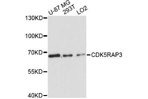 Western blot analysis of extracts of various cell lines, using CDK5RAP3 antibody. (CDK5RAP3 抗体)