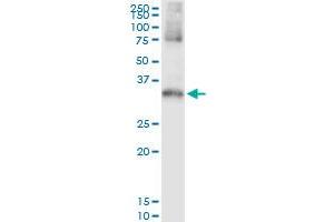 Immunoprecipitation of STK16 transfected lysate using anti-STK16 MaxPab rabbit polyclonal antibody and Protein A Magnetic Bead , and immunoblotted with STK16 purified MaxPab mouse polyclonal antibody (B01P) . (STK16 抗体  (AA 1-305))