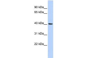 WB Suggested Anti-INSIG1 Antibody Titration:  0. (INSIG1 抗体  (Middle Region))