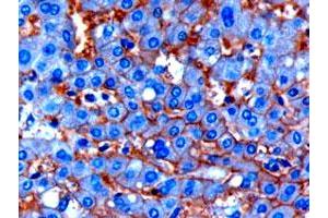 ENPP1 polyclonal antibody  (1 ug/mL) staining of paraffin embedded human liver. (ENPP1 抗体  (C-Term))