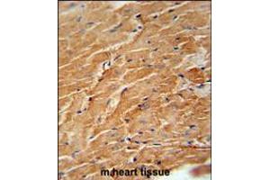 CCL21 Antibody immunohistochemistry analysis in formalin fixed and paraffin embedded mouse heart tissue followed by peroxidase conjugation of the secondary antibody and DAB staining. (CCL21 抗体  (AA 23-52))