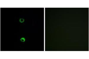 Immunofluorescence analysis of MCF7 cells, using OR3A2 Antibody. (OR3A2 抗体  (AA 241-290))