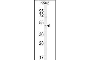 TBX6 Antibody (C-term) (ABIN655896 and ABIN2845296) western blot analysis in K562 cell line lysates (35 μg/lane). (T-Box 6 抗体  (C-Term))