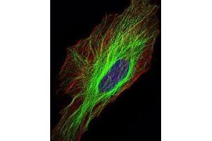 Immunofluorescence analysis of Hela cells using TUBA8 mouse mAb (green). (TUBA8 抗体)