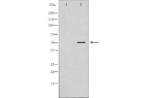 anti-NIMA (Never in Mitosis Gene A)-Related Kinase 2 (NEK2) (Internal Region) antibody