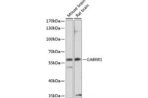 Western blot analysis of extracts of various cell lines using GABRR1 Polyclonal Antibody at dilution of 1:1000. (GABRR1 抗体)