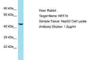 Host: Rabbit Target Name: KRT78 Sample Tissue: Human HepG2 Whole Cell Antibody Dilution: 1ug/ml (Keratin 78 抗体  (Middle Region))