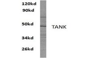Image no. 1 for anti-TRAF Family Member-Associated NFKB Activator (TANK) antibody (ABIN272299) (TANK 抗体)