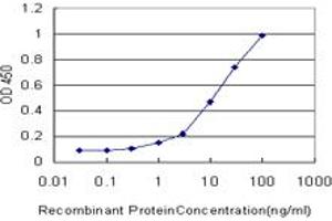 Detection limit for recombinant GST tagged SMAD2 is approximately 0. (SMAD2 抗体  (AA 181-280))