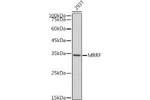 Western blot analysis of extracts of 293T cells, using MRRF antibody (ABIN7268589) at 1:1000 dilution. (MRRF 抗体)